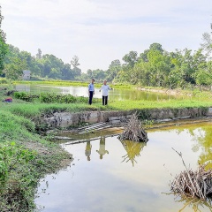 Tiên phong nuôi cá leo thương phẩm trong ao đất